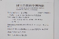 密毛毛蕨藏品圖，第2張