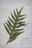 海岸星蕨藏品圖，第1張