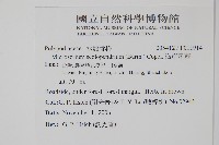 海岸星蕨藏品圖，第2張