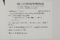 薄葉擬肋毛蕨藏品圖，第2張