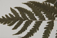 薄葉擬肋毛蕨藏品圖，第3張