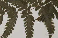 薄葉擬肋毛蕨藏品圖，第4張