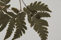 薄葉擬肋毛蕨藏品圖，第5張