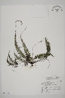 鞭葉鐵線蕨藏品圖，第1張