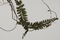 鞭葉鐵線蕨藏品圖，第3張