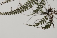 鞭葉鐵線蕨藏品圖，第5張