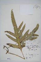 海金沙藏品圖，第1張