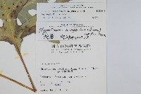 海金沙藏品圖，第2張