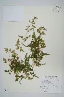 海金沙藏品圖，第3張