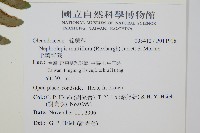 毛葉腎蕨藏品圖，第2張