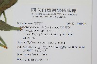 長葉腎蕨藏品圖，第2張