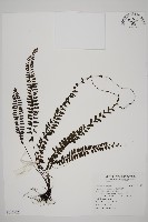 鞭葉鐵線蕨藏品圖，第1張