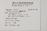 鞭葉鐵線蕨藏品圖，第2張