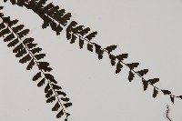 鞭葉鐵線蕨藏品圖，第3張