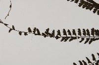 鞭葉鐵線蕨藏品圖，第4張