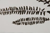 鞭葉鐵線蕨藏品圖，第5張