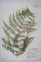 對生蹄蓋蕨藏品圖，第1張