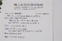 對生蹄蓋蕨藏品圖，第2張