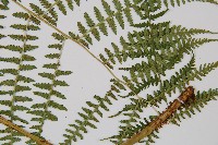 對生蹄蓋蕨藏品圖，第3張