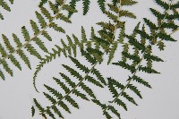 對生蹄蓋蕨藏品圖，第5張