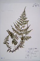 禾稈亮毛蕨藏品圖，第1張