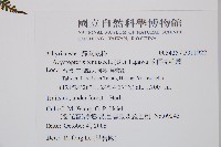 禾稈亮毛蕨藏品圖，第5張