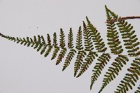 禾稈亮毛蕨藏品圖，第6張