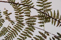 禾稈亮毛蕨藏品圖，第7張