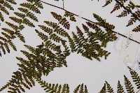 禾稈亮毛蕨藏品圖，第8張