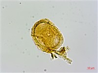 禾稈亮毛蕨藏品圖，第3張