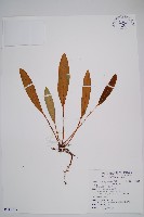 阿里山舌蕨、大葉舌蕨藏品圖，第1張