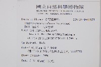 阿里山舌蕨、大葉舌蕨藏品圖，第2張