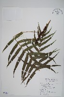 箭葉水龍骨、擬水龍骨藏品圖，第1張