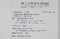 箭葉水龍骨、擬水龍骨藏品圖，第2張