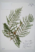 鱗芽裡白藏品圖，第1張