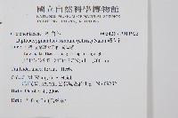 鱗芽裡白藏品圖，第2張