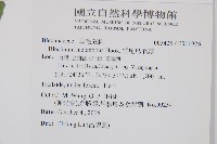 雉尾烏毛蕨藏品圖，第2張