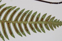 雉尾烏毛蕨藏品圖，第3張