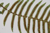 雉尾烏毛蕨藏品圖，第4張