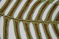 雉尾烏毛蕨藏品圖，第5張