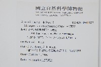 梳葉蕨藏品圖，第2張