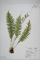 耳形瘤足蕨藏品圖，第1張