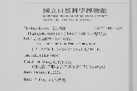 耳形瘤足蕨藏品圖，第2張