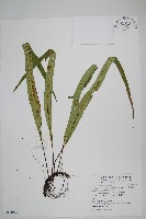 粵瓦葦藏品圖，第1張