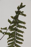 薄葉孔雀鐵角蕨、邊孢鐵角蕨藏品圖，第3張