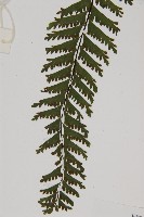 薄葉孔雀鐵角蕨、邊孢鐵角蕨藏品圖，第4張