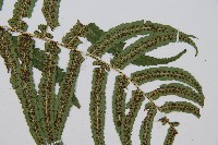 桫欏鱗毛蕨藏品圖，第3張