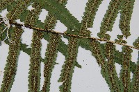 桫欏鱗毛蕨藏品圖，第4張