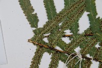 桫欏鱗毛蕨藏品圖，第5張