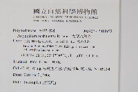 大葉水龍骨藏品圖，第2張